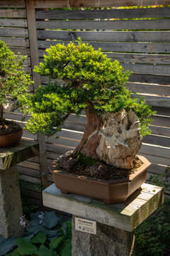 Japanese yew bonsai in a ceramic pot outdoors in a garden.