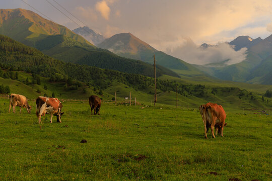 Cows Grazing in Lush Mountain Meadow at Sunset