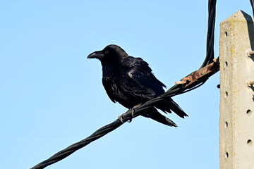 Fototapeta premium Common raven // Kolkrabe (Corvus corax) 