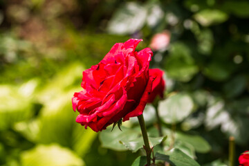 Obraz premium Texture of fresh blooming roses with delicate petals and natural floral background