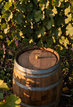 Viticulture and winemaking industry, wooden wine barrel standing in a vineyard with grapevines and clusters of grapes during the autumn harvest season