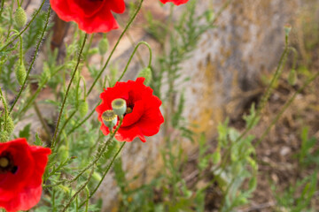 Obraz premium Vibrant red poppy flowers blooming in a green field during the summer season