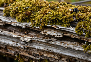 Fototapeta premium Ecosystem restoration and forest regeneration, green moss growing on decaying wood log in natural woodland environment with organic decomposition process