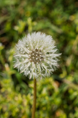 Close up view of a fluffy white dandelion seed head in a natural outdoor meadow © Vlad Ispas