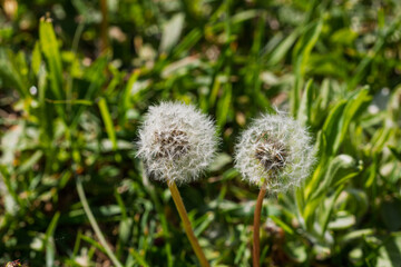 Close up view of a fluffy white dandelion seed head in a natural outdoor meadow © Vlad Ispas