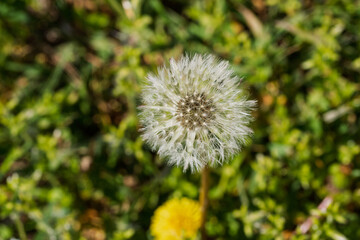 Close up view of a fluffy white dandelion seed head in a natural outdoor meadow © Vlad Ispas