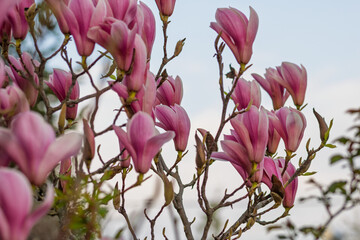 Blooming magnolia flowers on a tree branch in a garden during the spring season © Vlad Ispas