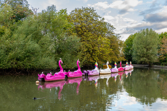 Peddle boats for hire on a boating lake in a park.