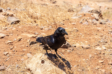 Obraz premium Canary raven standing on rocky ground in Fuerteventura, Canary Islands, Spain.