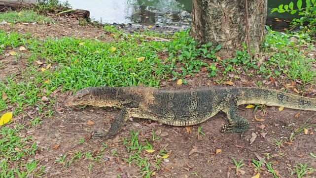 Monitor lizard strides through park path terrain beside patchy grass. Lizard keeps moving across soil near water and trees, creating calm outdoor nature moment with clear reptile detail.