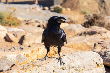 Obraz premium Canarian raven perched on rock with mountain landscape, Fuerteventura, Canary Islands, Spain.