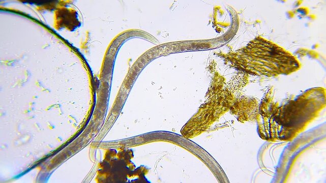 Nematode roundworms with visible internal eggs moving in water drop under 100x brightfield microscopy
