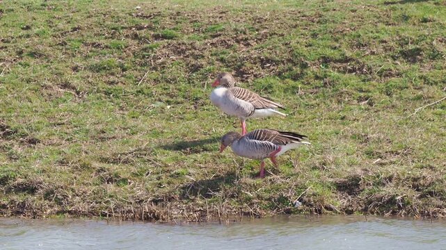 Greylag geese (Anser anser) grazing on green grass near a lake