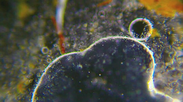 Nematode roundworm moving inside oil droplet under 100x darkfield microscopy magnification