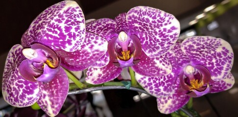 Phalaenopsis Orchids Moteadas en Primer Plano con Fondo Difuminado © Hector