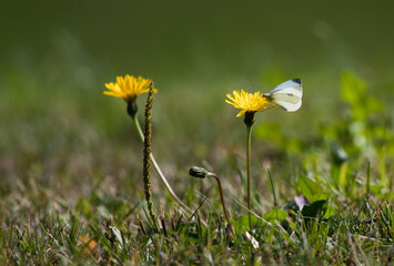 Biały motyl Bielinek kapustnik na żółtym kwiecie jesiennej łąki © kubikactive