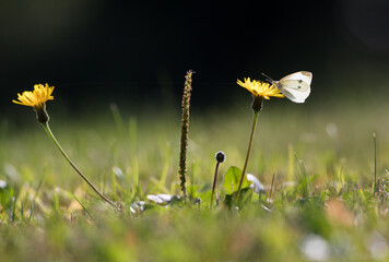 Biały motyl Bielinek kapustnik na żółtym kwiecie jesiennej łąki © kubikactive