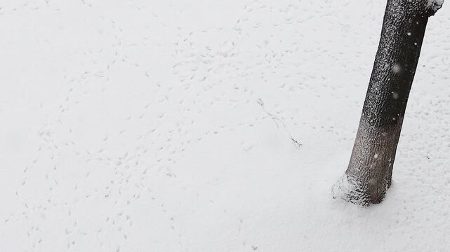 Aerial Top-Down View of Falling Snow and Small Bird Footprints Next to a Tree Trunk