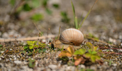 Roman snail Helix pomatia crawling through low garden vegetation. © Trygve