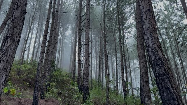 Tarde entre monta&ntilde;as nubladas en invierno Panama