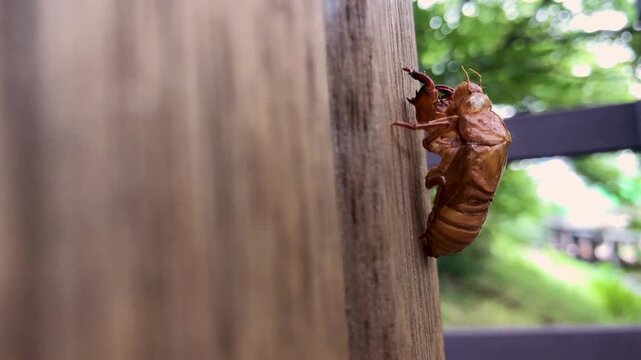 Cicada exoskeleton clings to tree bark in summer.