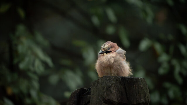 Eurasian jay, Garrulus glandarius, perched on a wooden post with fluffed feathers against a soft green forest background.