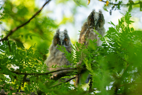 Two young long-eared owls (Asio otus) sitting on a tree branch, fluffy owlets in natural habitat.