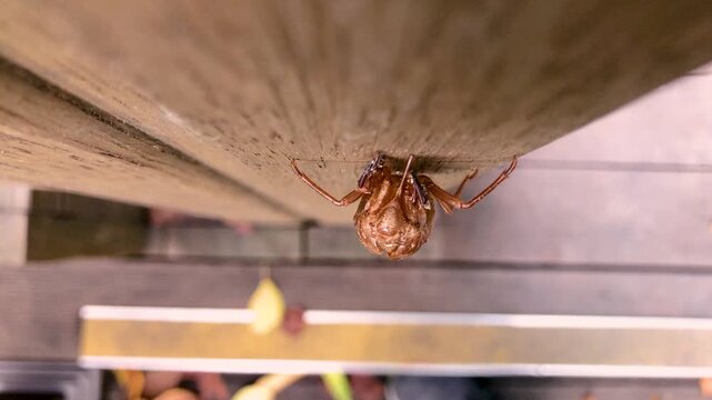Cicada exoskeleton clings to tree bark in summer.