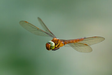 Green-eyed hawker dragonfly (Aeshna isoceles) hovering mid-flight © BigNazik