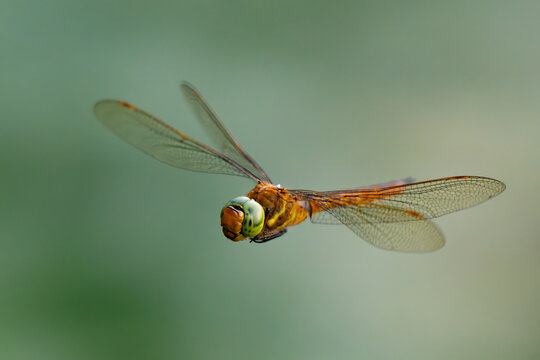 Green-eyed hawker dragonfly (Aeshna isoceles) hovering mid-flight