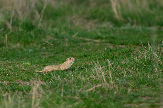 European ground squirrel lying in green grass