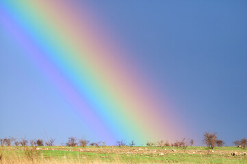 Obraz premium Bright colorful rainbow in blue sky over green field