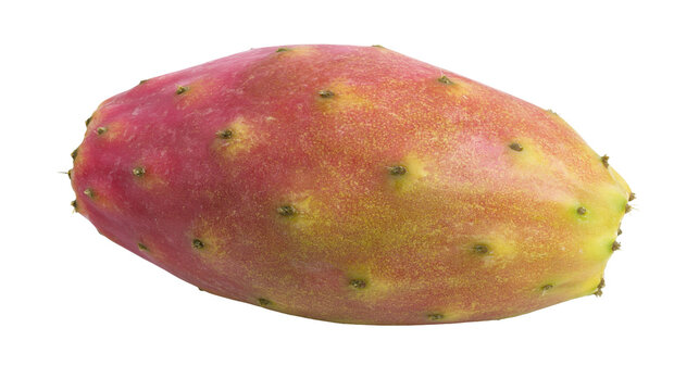 Isolated prickly pear fruit, ripe and fresh, showing its vibrant red, orange, and yellow skin.
