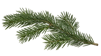 Isolated beautiful natural evergreen fir branch with sharp green needles, festive season symbol. © Aoife
