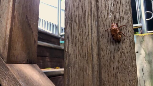 Cicada exoskeleton clings to tree bark in summer.