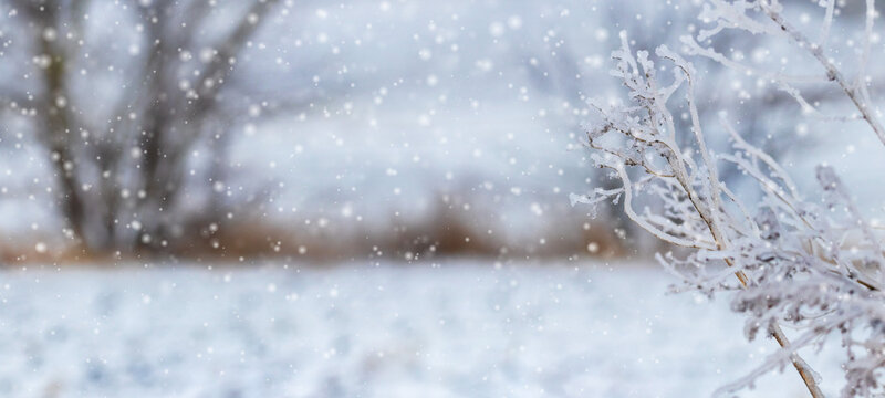 Dry branches of plants covered with ice in bad weather in winter. Icing in winter during thaw and frost