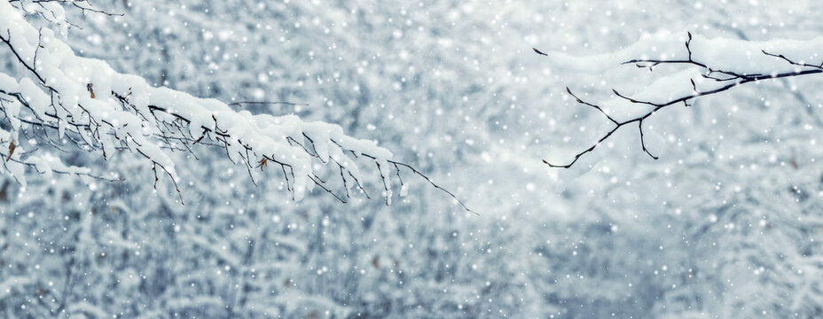 Snow covered tree branches on blurred winter background during snowfall