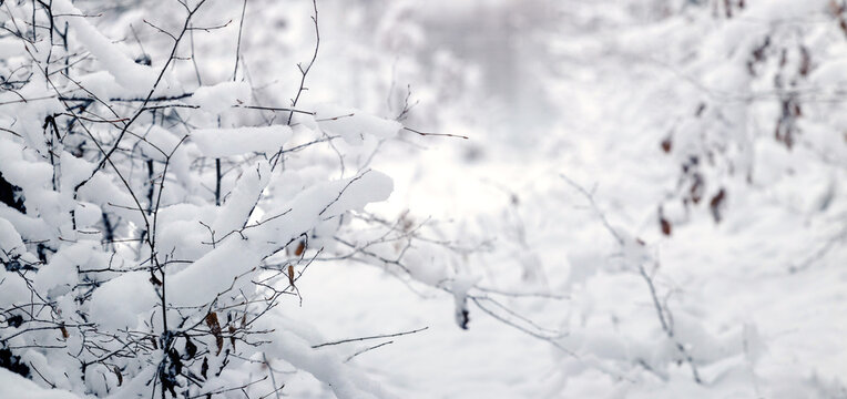 Snow covered tree branches on blurred white winter background