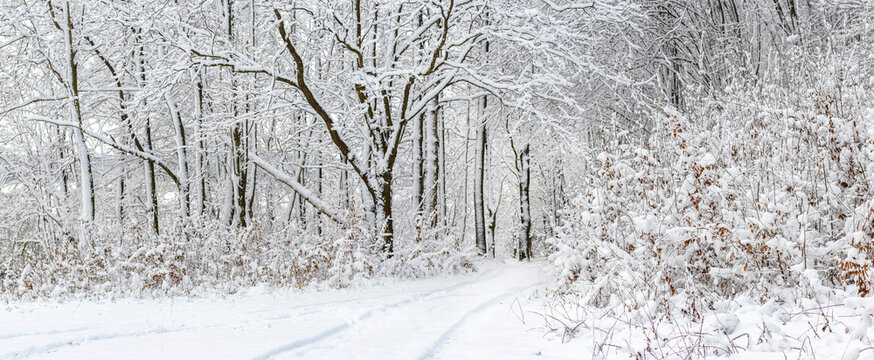 Winter forest landscape with snow covered path among trees and bushes