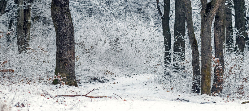 Winter forest landscape with snow covered path among frost covered trees