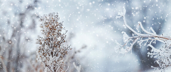 Obraz premium Frozen plant covered with frost during snowfall on blurred winter background