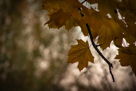 autumn maple leaves
