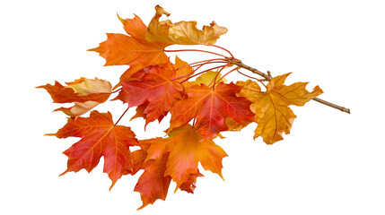 Isolated autumn maple leaves on a branch showing beautiful seasonal color transition. © Oisin