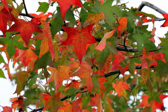 Beautiful autumn leaves of Liquidambar styraciflua American sweetgum close up, colorful fall foliage, tree branches in autumn park