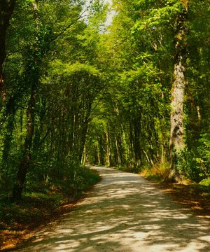 Path that leads through the green wood with tall trees and sun rays, green forest destination