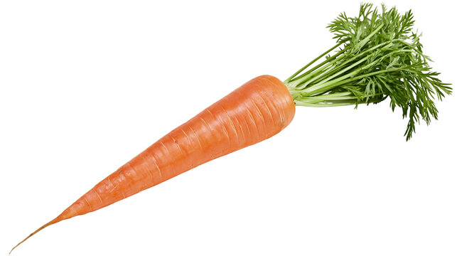 Isolated fresh raw organic orange carrot with vibrant green leafy top and slender root tip