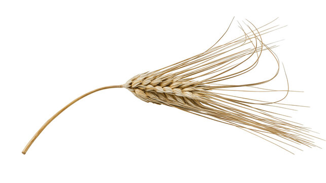 Isolated single ripe ear of golden barley grain with long awns, ready for harvest.