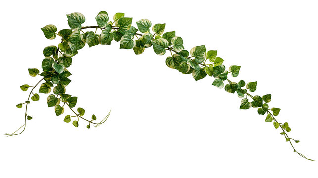 Isolated variegated ivy plant vine with fresh green and cream leaves elegantly arching across