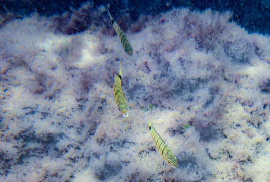 Trois sars communs (Diplodus sargus) &eacute;voluant pr&egrave;s du fond marin