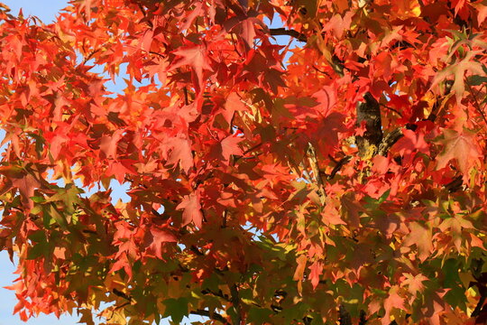 Beautiful autumn leaves of Liquidambar styraciflua American sweetgum close up, colorful fall foliage, tree branches in autumn park